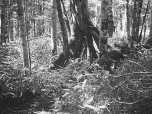 Azusagawa-Tal. Talwald : Ansicht mit verschlungen gewachsenen Bäumen