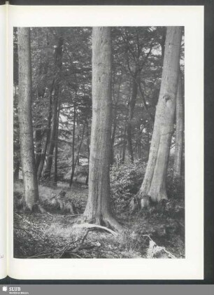 Laubwald