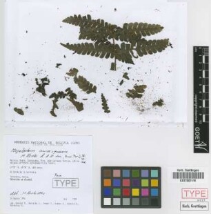 Megalastrum aureisquama M.Kessler & A.R.Sm. [paratype]