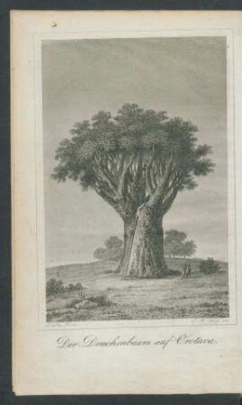 Frontispiz [Tafel: Der Drachenbaum auf Orotava.]