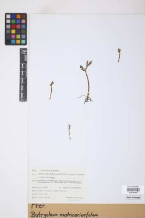 Botrychium matricariifolium (Döll) A.Braun ex W.D.J.Koch