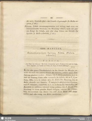 XXVI. Kapitel. Dreiundzwanzigste Gattung. Voluta. (Walzenschnecke)