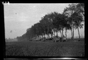 "Vermutlich an der Straße Fins - Nurlu (beide Dep. Somme, Frankreich)": Pferdegespanne mit Leiterwägen auf einem Feld neben einer Allee (Distanzaufnahme)