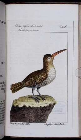 Der Ufer Katuitui. Tantalus griseus.