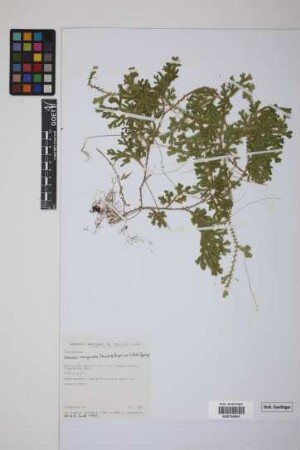 Selaginella marginata (Kunth) Spring