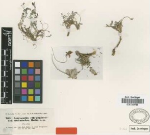 Astragalus melanodon Boiss. [type]
