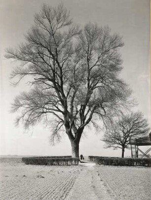 Babisnauer Pappel. Schwarz-Pappel (Populus nigra) bei Babisnau