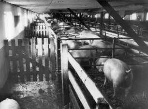In einer Schweinezüchtanlage bei Holstein. Blick in den großen Schweinestall. Schweine befinden sich in einzelnen Boxen