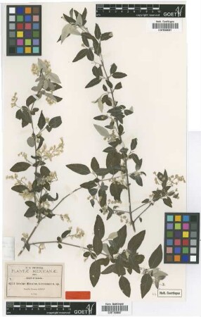 Iresine discolor Greenm. [isotype]