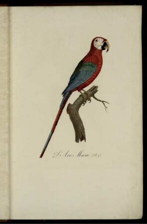 Pl. 1 [bis] Pl. 13 [Pl. siehe arabische Paginierung]