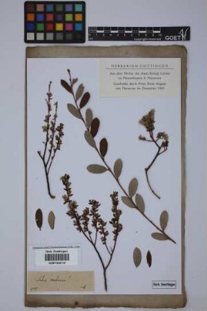 Salix incubacea L.