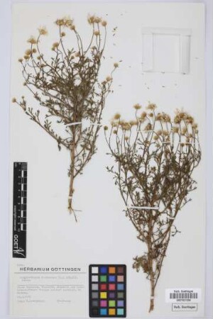 Argyranthemum frutescens (L.) Sch. Bip. subsp.