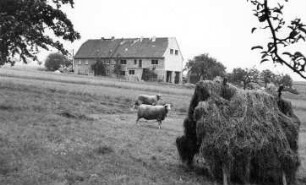 Obercunnersdorf. Heinrichsmühle, Blick zum Windmühlengehöft