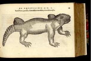 Crocodilus terrestris