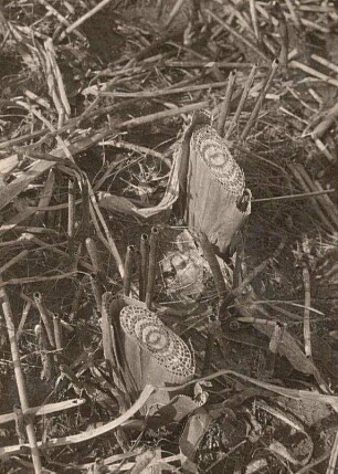 Schmalblättriger Rohrkolben (Typha angustifolia) am Stengelgrunde abgeschnitten. Luftkammern!