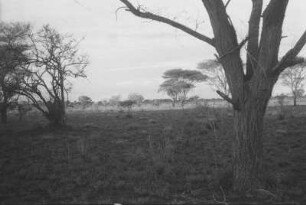 Savanne bei Usa : Savannenlandschaft