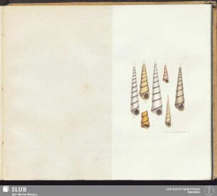 51.