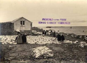 Reykjavik/ Island: Stockfischtrocknen. Einheimische Frauen bei der Arbeit des Stockfischtrocknens in der Bucht von Reykjavik