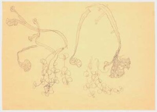Pflanzenstudien : Hängende Orchideen mit Blüten und Blattwerk