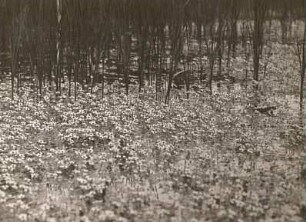 Gewöhnlicher Wasserhahnenfuß (Ranunculus aquatilis L.), wohl am Sebischteich bei Frohburg