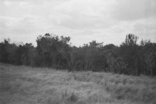 Vegetation : Blick auf das Buschland.