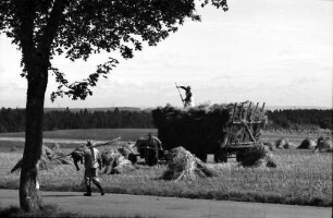 Reiselfingen: Ernte