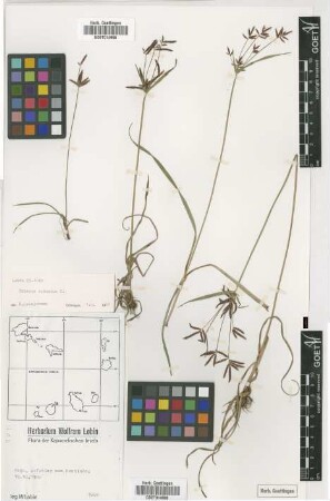 Cyperus rotundus L.
