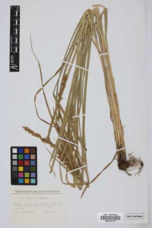 Carex canariensis Kük.