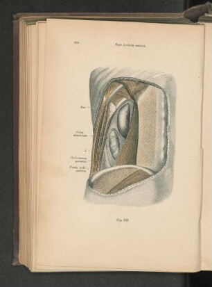 Fig. 352. Regio lumbalis sinistra.