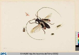 Bockkäfer, vier andere Käfer und ein Falter