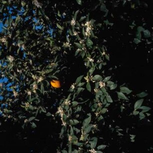 Orangenbäume in Blüte bei Arta