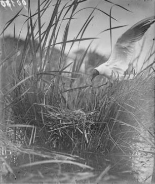 Lachmöwe : Eine Lachmöwe (Chricocephalus ridibundus Linnaeus) beim Anflug auf das Nest.