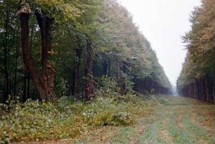 Jersbeker Park: Hauptallee: 19. Oktober 2001