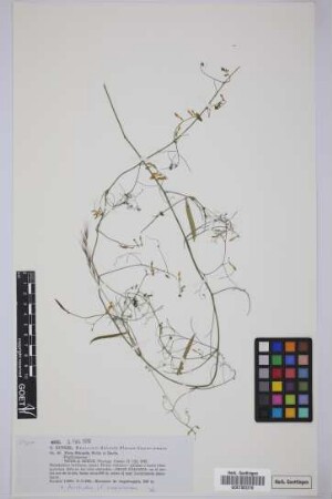 Vicia filicaulis Webb & Berthel.