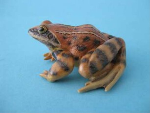 Moorfrosch, Rana arvalis, Modell