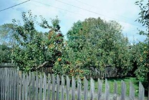 Blick über Staketenzaun auf Gärten mit Obstbäumen und reifen Früchten