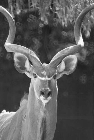 Kudu-Böcke im Karlsruher Zoo