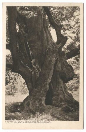 Reinhardswald