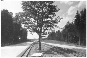 Trassierung zwischen Perouse und Rutesheim Einzelbaum im Mittelstreifen