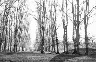 Jersbeker Park: Lindenallee