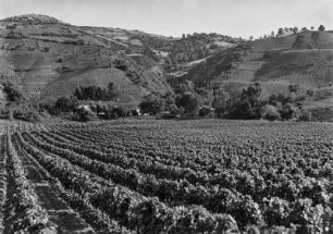 Weinanbau : Blick auf Weinreben in einer Ebene und an Berghängen. Auf den Bergkuppen befinden sich Getreidefelder und Weiden.
