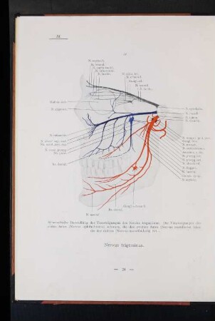 Nervus trigeminus.