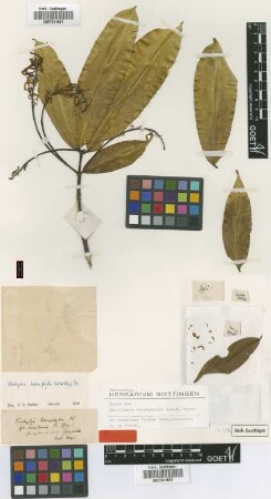 Cucullaria tetraphylla G.Mey. [type]