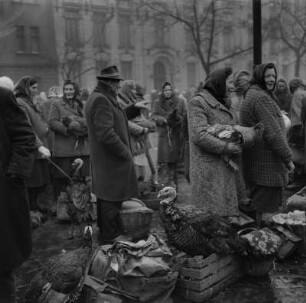 Krakow. Straßenhändler, Verkauf von lebendem Geflügel, Hühner und Truthühner