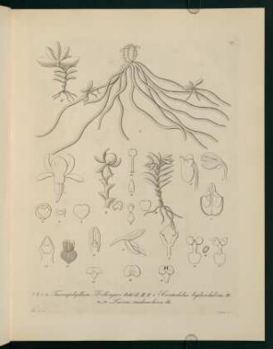 77r-77v, Taeniophyllum Zollingeri...