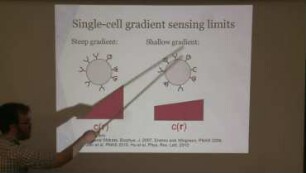 Collective chemotaxis: collective guidance and leadership
