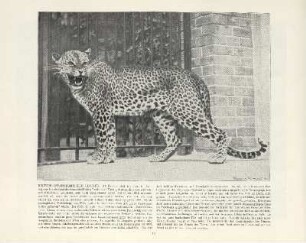 Deutsch-Ostafrikanischer Leopard