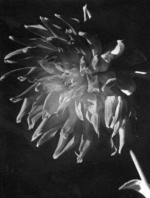 Blumen. Chrysantheme