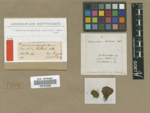 Desmatodon wallichii Mitt. [syntype]