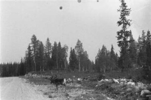Hirsch : Ein Hirsch am Rand einer Straße.